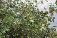 Rubus ellipticus